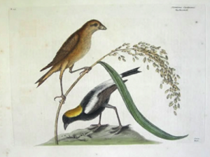 Mark Catesby, "Rice Bird" or "Bobolinks", 1731.